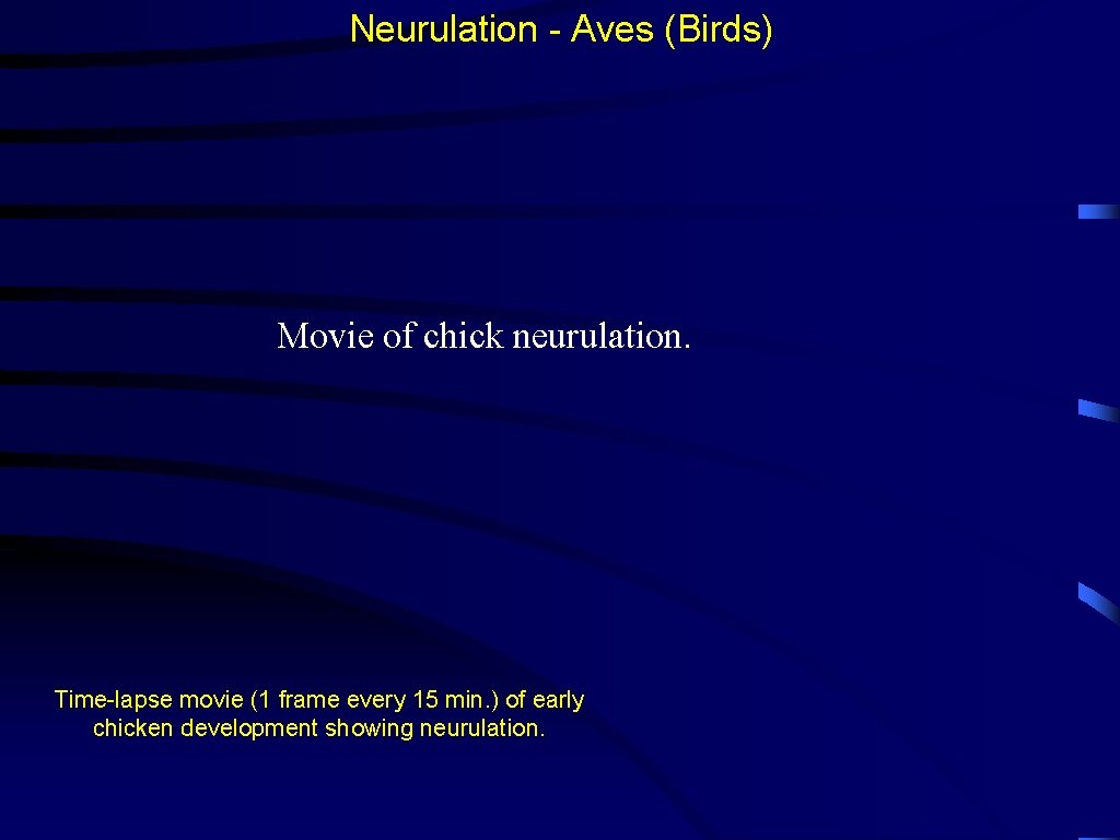 Neurulation - Aves (Birds) Movie of chick neurulation. Time-lapse movie (1 frame every 15