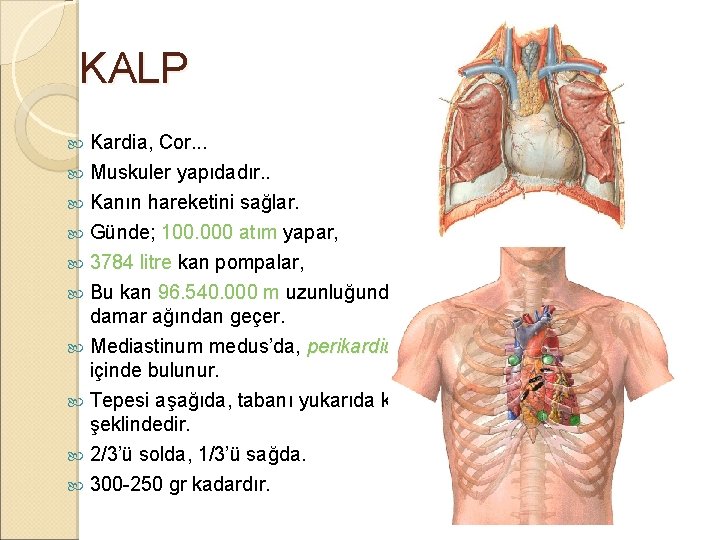 KALP Kardia, Cor. . . Muskuler yapıdadır. . Kanın hareketini sağlar. Günde; 100. 000 KALP Kardia, Cor. . . Muskuler yapıdadır. . Kanın hareketini sağlar. Günde; 100. 000