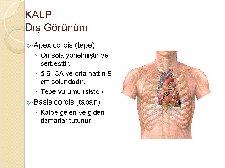 KALP Dış Görünüm Apex cordis (tepe) ◦ Ön sola yönelmiştir ve serbesttir. ◦ 5 KALP Dış Görünüm Apex cordis (tepe) ◦ Ön sola yönelmiştir ve serbesttir. ◦ 5