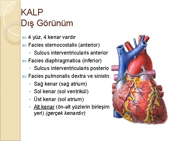 KALP Dış Görünüm 4 yüz, 4 kenar vardır Facies sternocostalis (anterior) ◦ Sulcus interventricularis KALP Dış Görünüm 4 yüz, 4 kenar vardır Facies sternocostalis (anterior) ◦ Sulcus interventricularis