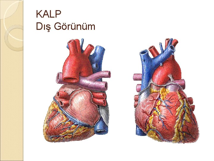 KALP Dış Görünüm KALP Dış Görünüm