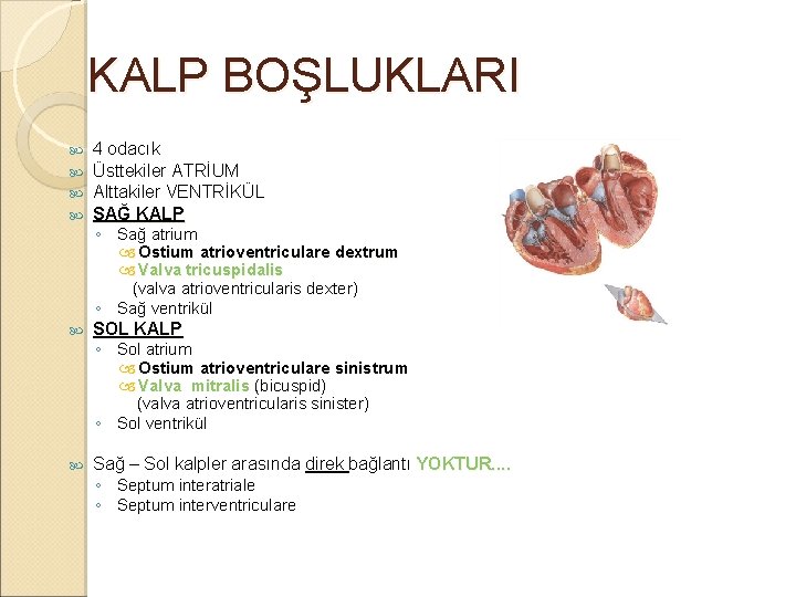 KALP BOŞLUKLARI 4 odacık Üsttekiler ATRİUM Alttakiler VENTRİKÜL SAĞ KALP ◦ Sağ atrium Ostium KALP BOŞLUKLARI 4 odacık Üsttekiler ATRİUM Alttakiler VENTRİKÜL SAĞ KALP ◦ Sağ atrium Ostium