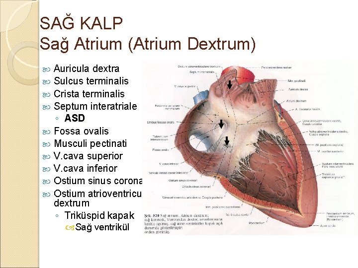 SAĞ KALP Sağ Atrium (Atrium Dextrum) Auricula dextra Sulcus terminalis Crista terminalis Septum interatriale SAĞ KALP Sağ Atrium (Atrium Dextrum) Auricula dextra Sulcus terminalis Crista terminalis Septum interatriale