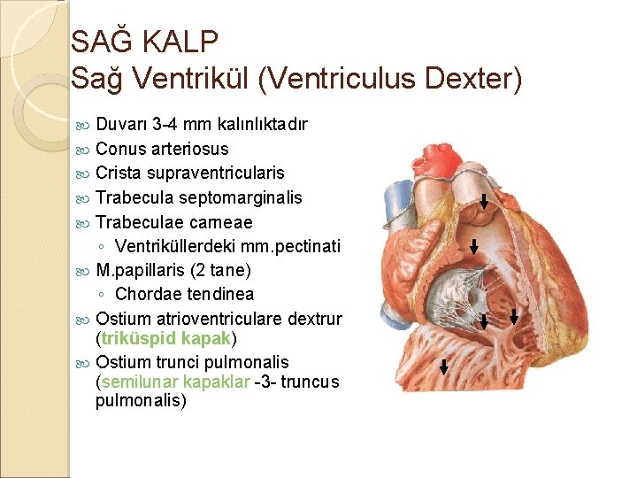 SAĞ KALP Sağ Ventrikül (Ventriculus Dexter) Duvarı 3 -4 mm kalınlıktadır Conus arteriosus Crista SAĞ KALP Sağ Ventrikül (Ventriculus Dexter) Duvarı 3 -4 mm kalınlıktadır Conus arteriosus Crista