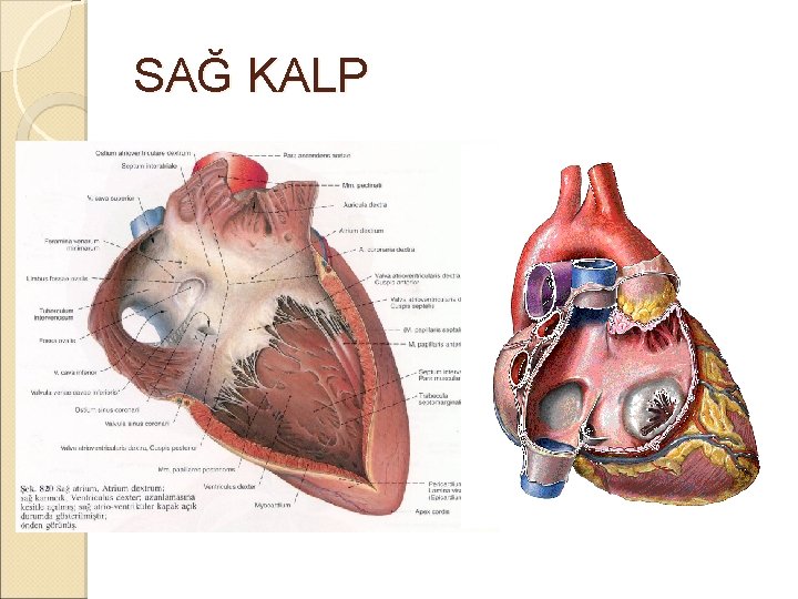 SAĞ KALP SAĞ KALP