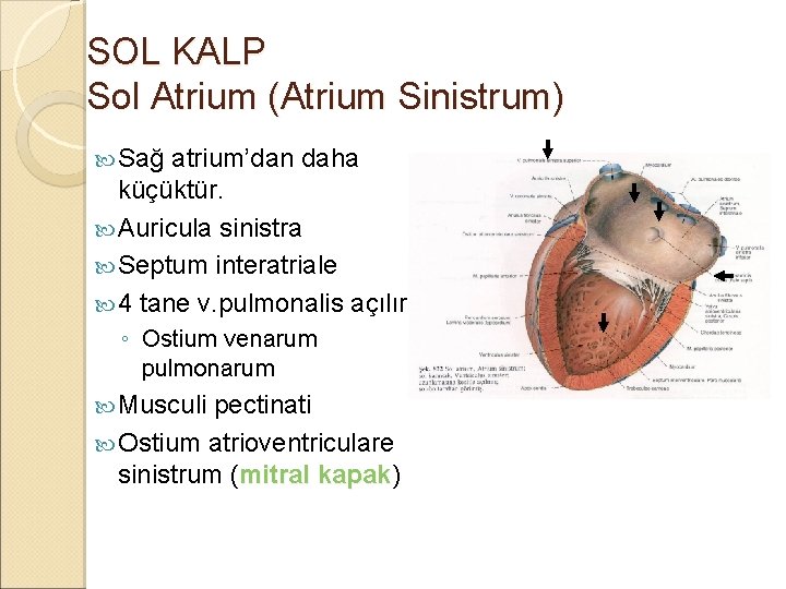 SOL KALP Sol Atrium (Atrium Sinistrum) Sağ atrium’dan daha küçüktür. Auricula sinistra Septum interatriale SOL KALP Sol Atrium (Atrium Sinistrum) Sağ atrium’dan daha küçüktür. Auricula sinistra Septum interatriale