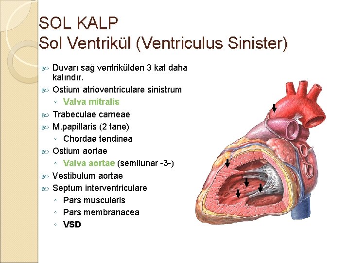 SOL KALP Sol Ventrikül (Ventriculus Sinister) Duvarı sağ ventrikülden 3 kat daha kalındır. Ostium SOL KALP Sol Ventrikül (Ventriculus Sinister) Duvarı sağ ventrikülden 3 kat daha kalındır. Ostium