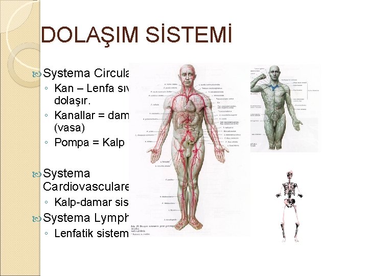 DOLAŞIM SİSTEMİ Systema Circulatorium ◦ Kan – Lenfa sıvıları dolaşır. ◦ Kanallar = damarlar DOLAŞIM SİSTEMİ Systema Circulatorium ◦ Kan – Lenfa sıvıları dolaşır. ◦ Kanallar = damarlar
