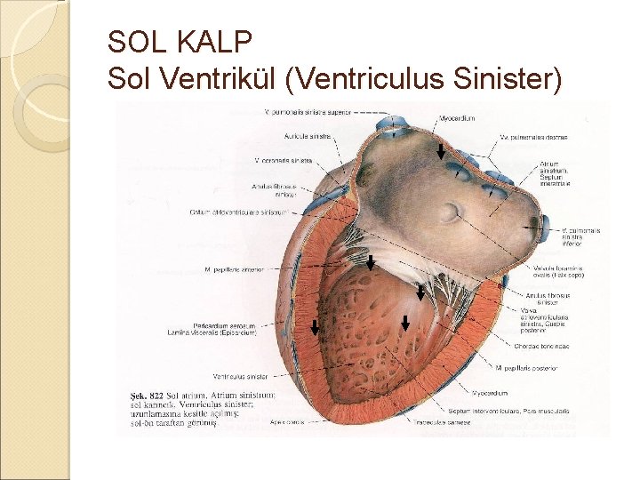SOL KALP Sol Ventrikül (Ventriculus Sinister) SOL KALP Sol Ventrikül (Ventriculus Sinister)