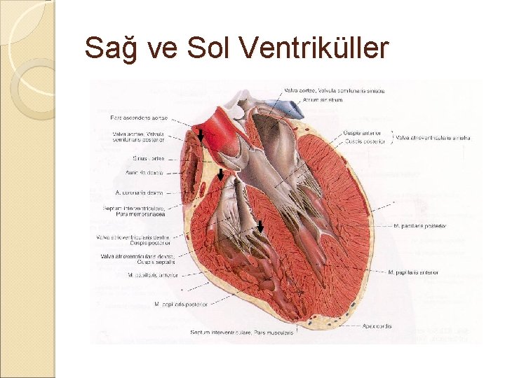 Sağ ve Sol Ventriküller Sağ ve Sol Ventriküller