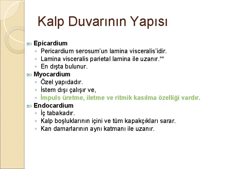 Kalp Duvarının Yapısı Epicardium ◦ Pericardium serosum’un lamina visceralis’idir. ◦ Lamina visceralis parietal lamina Kalp Duvarının Yapısı Epicardium ◦ Pericardium serosum’un lamina visceralis’idir. ◦ Lamina visceralis parietal lamina