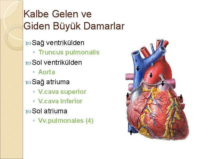 Kalbe Gelen ve Giden Büyük Damarlar Sağ ventrikülden ◦ Truncus pulmonalis Sol ventrikülden ◦ Kalbe Gelen ve Giden Büyük Damarlar Sağ ventrikülden ◦ Truncus pulmonalis Sol ventrikülden ◦
