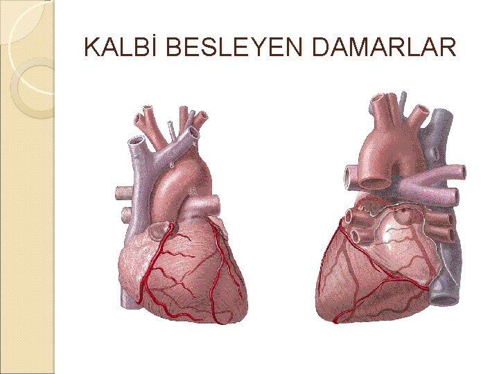 KALBİ BESLEYEN DAMARLAR KALBİ BESLEYEN DAMARLAR