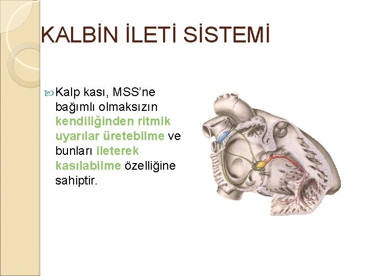 KALBİN İLETİ SİSTEMİ Kalp kası, MSS’ne bağımlı olmaksızın kendiliğinden ritmik uyarılar üretebilme ve bunları KALBİN İLETİ SİSTEMİ Kalp kası, MSS’ne bağımlı olmaksızın kendiliğinden ritmik uyarılar üretebilme ve bunları