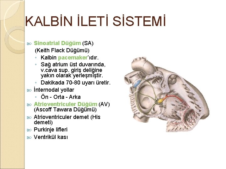 KALBİN İLETİ SİSTEMİ Sinoatrial Düğüm (SA) (Keith Flack Düğümü) ◦ Kalbin pacemaker’ıdır. pacemaker ◦ KALBİN İLETİ SİSTEMİ Sinoatrial Düğüm (SA) (Keith Flack Düğümü) ◦ Kalbin pacemaker’ıdır. pacemaker ◦