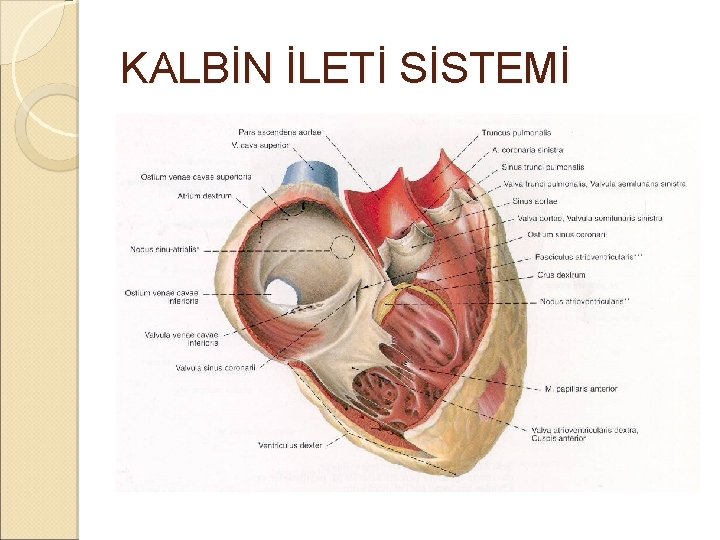 KALBİN İLETİ SİSTEMİ KALBİN İLETİ SİSTEMİ