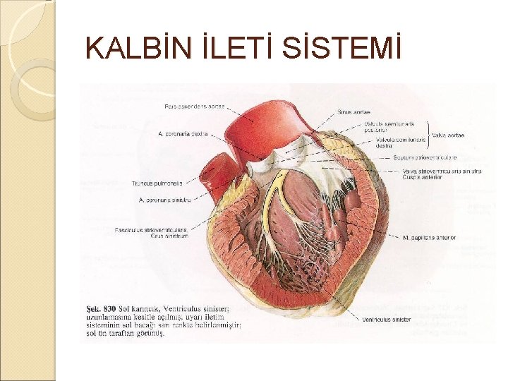 KALBİN İLETİ SİSTEMİ KALBİN İLETİ SİSTEMİ