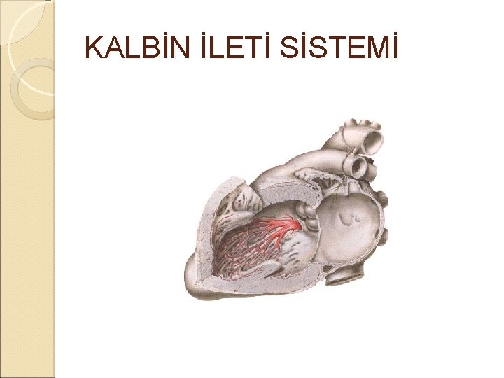 KALBİN İLETİ SİSTEMİ KALBİN İLETİ SİSTEMİ