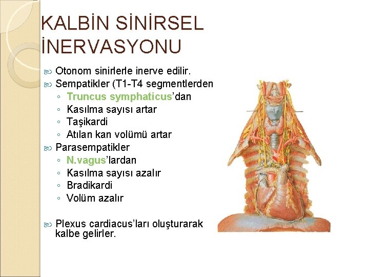KALBİN SİNİRSEL İNERVASYONU Otonom sinirlerle inerve edilir. Sempatikler (T 1 -T 4 segmentlerden) ◦ KALBİN SİNİRSEL İNERVASYONU Otonom sinirlerle inerve edilir. Sempatikler (T 1 -T 4 segmentlerden) ◦