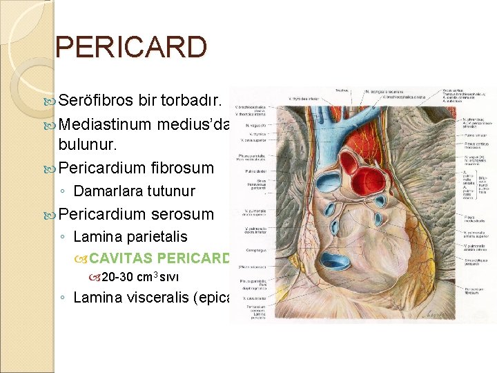 PERICARD Seröfibros bir torbadır. Mediastinum medius’da bulunur. Pericardium fibrosum ◦ Damarlara tutunur Pericardium serosum PERICARD Seröfibros bir torbadır. Mediastinum medius’da bulunur. Pericardium fibrosum ◦ Damarlara tutunur Pericardium serosum