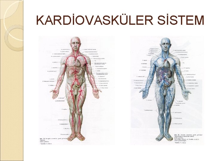 KARDİOVASKÜLER SİSTEM KARDİOVASKÜLER SİSTEM