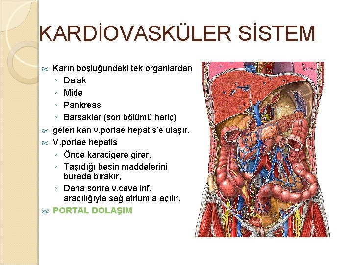 KARDİOVASKÜLER SİSTEM Karın boşluğundaki tek organlardan ◦ Dalak ◦ Mide ◦ Pankreas ◦ Barsaklar KARDİOVASKÜLER SİSTEM Karın boşluğundaki tek organlardan ◦ Dalak ◦ Mide ◦ Pankreas ◦ Barsaklar