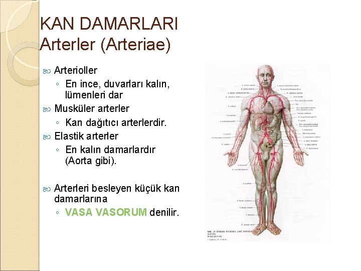 KAN DAMARLARI Arterler (Arteriae) Arterioller ◦ En ince, duvarları kalın, lümenleri dar Musküler arterler KAN DAMARLARI Arterler (Arteriae) Arterioller ◦ En ince, duvarları kalın, lümenleri dar Musküler arterler