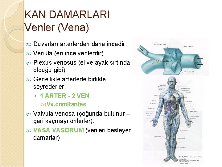 KAN DAMARLARI Venler (Vena) Duvarları arterlerden daha incedir. Venula (en ince venlerdir). Plexus venosus KAN DAMARLARI Venler (Vena) Duvarları arterlerden daha incedir. Venula (en ince venlerdir). Plexus venosus