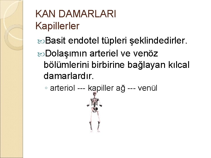 KAN DAMARLARI Kapillerler Basit endotel tüpleri şeklindedirler. Dolaşımın arteriel ve venöz bölümlerini birbirine bağlayan KAN DAMARLARI Kapillerler Basit endotel tüpleri şeklindedirler. Dolaşımın arteriel ve venöz bölümlerini birbirine bağlayan