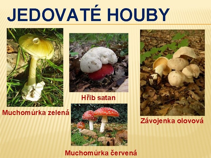 JEDOVATÉ HOUBY Hřib satan Muchomůrka zelená Závojenka olovová Muchomůrka červená 