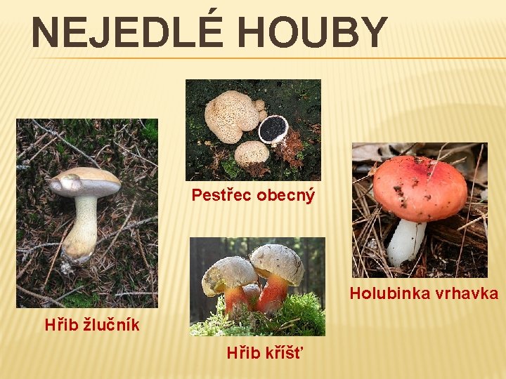 NEJEDLÉ HOUBY Pestřec obecný Holubinka vrhavka Hřib žlučník Hřib kříšť 