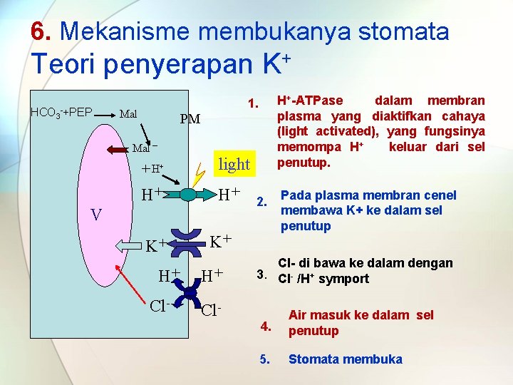 6. Mekanisme membukanya stomata Teori penyerapan K+ HCO 3 -+PEP H+-ATPase dalam membran plasma