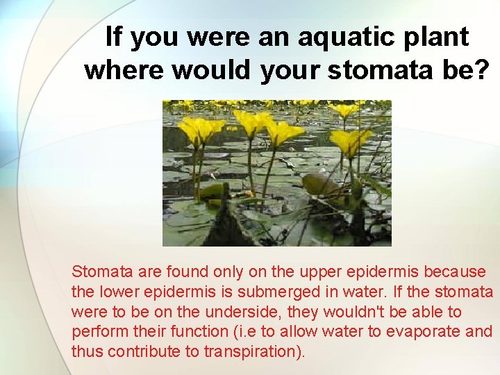 If you were an aquatic plant where would your stomata be? Fringed Water-lily Stomata