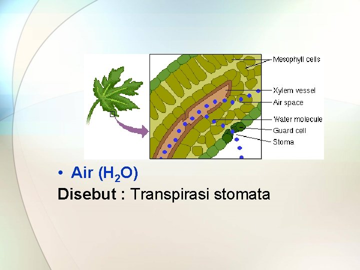  • Air (H 2 O) Disebut : Transpirasi stomata 