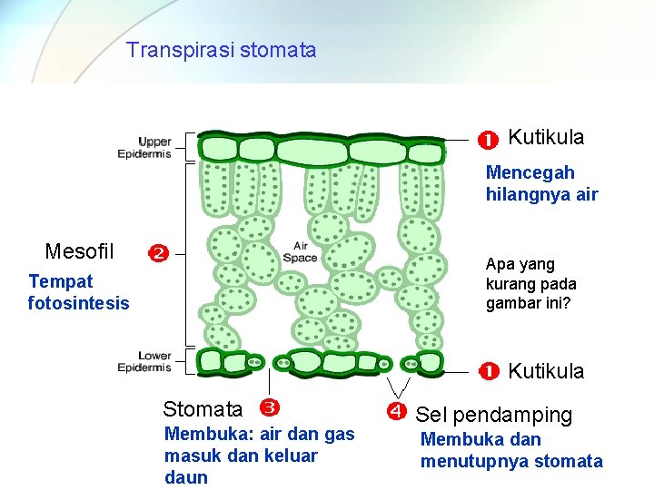 Transpirasi stomata Kutikula Mencegah hilangnya air Mesofil Apa yang kurang pada gambar ini? Tempat