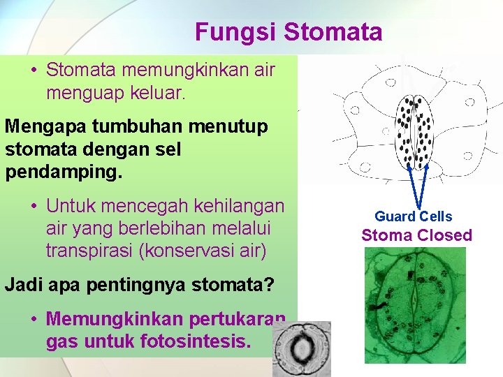 Fungsi Stomata • Stomata memungkinkan air menguap keluar. Mengapa tumbuhan menutup stomata dengan sel