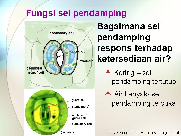 Fungsi sel pendamping Bagaimana sel pendamping respons terhadap ketersediaan air? © Kering – sel