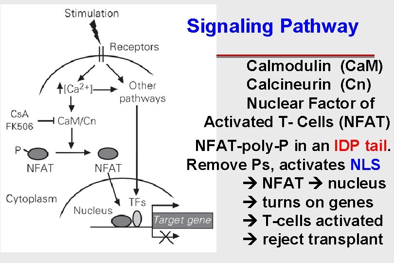 Signaling Pathway Calmodulin (Ca. M) Calcineurin (Cn) Nuclear Factor of Activated T- Cells (NFAT)