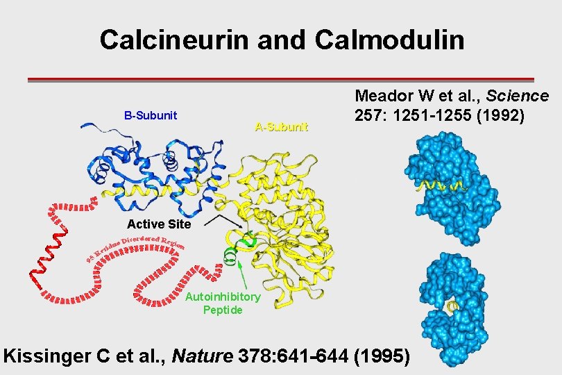 Calcineurin and Calmodulin B-Subunit A-Subunit Meador W et al. , Science 257: 1251 -1255