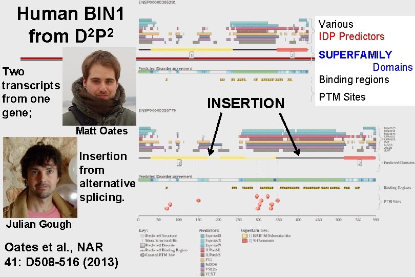 Human BIN 1 from D 2 P 2 Various IDP Predictors SUPERFAMILY Domains Binding
