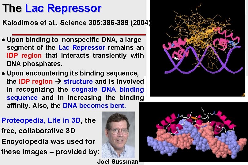 The Lac Repressor Kalodimos et al. , Science 305: 386 -389 (2004) ● Upon
