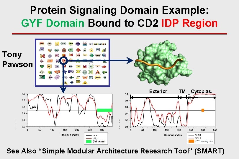 Protein Signaling Domain Example: GYF Domain Bound to CD 2 IDP Region Tony Pawson