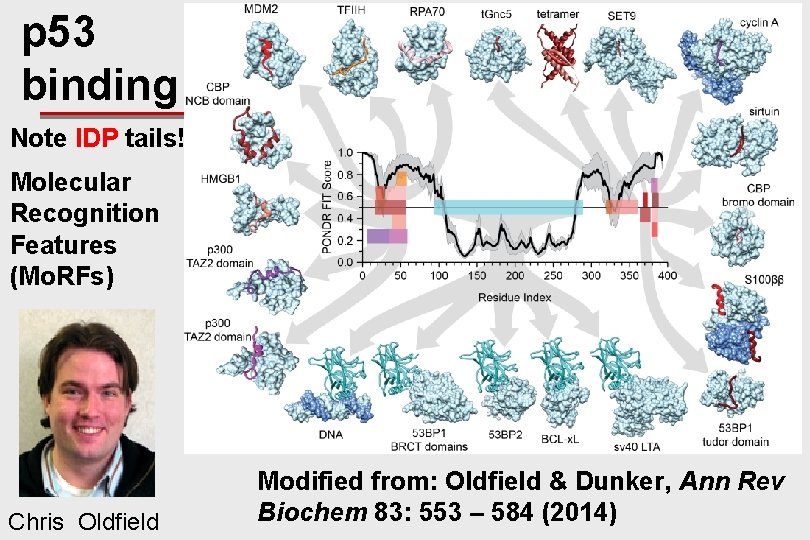 p 53 binding Note IDP tails! Molecular Recognition Features (Mo. RFs) Chris Oldfield Modified