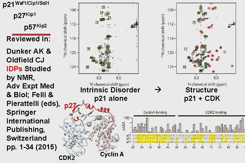 p 21 Waf 1/Cip 1/Sdi 1 p 27 Kip 1 p 57 Kip 2