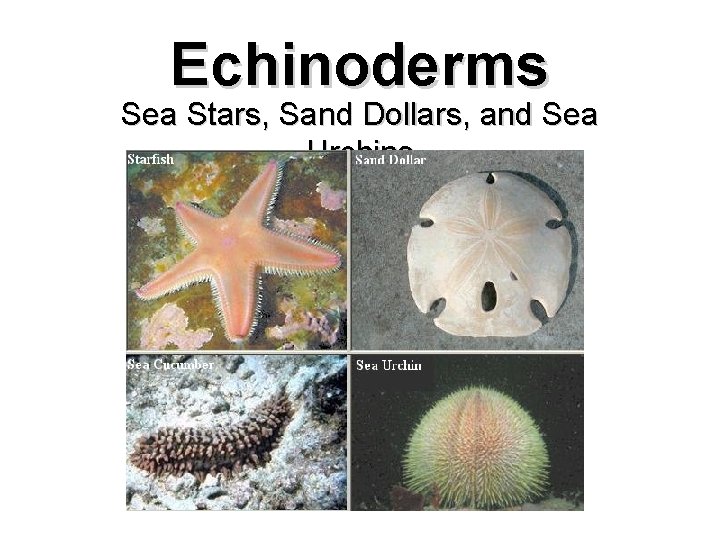 Echinoderms Sea Stars, Sand Dollars, and Sea Urchins 