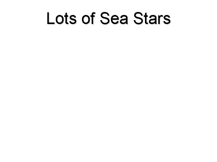 Lots of Sea Stars 
