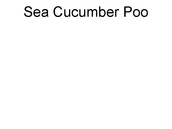 Sea Cucumber Poo 