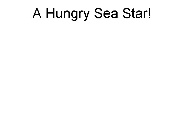 A Hungry Sea Star! 
