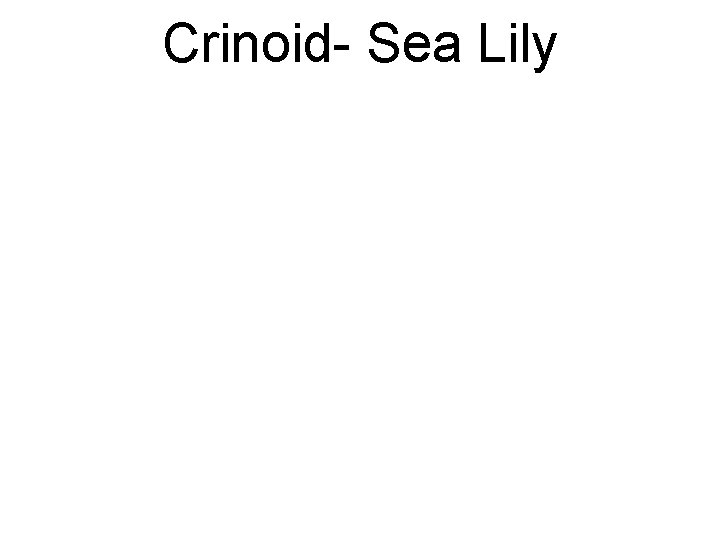 Crinoid- Sea Lily 