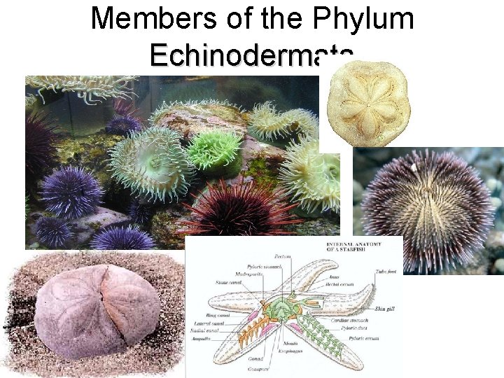 Members of the Phylum Echinodermata 